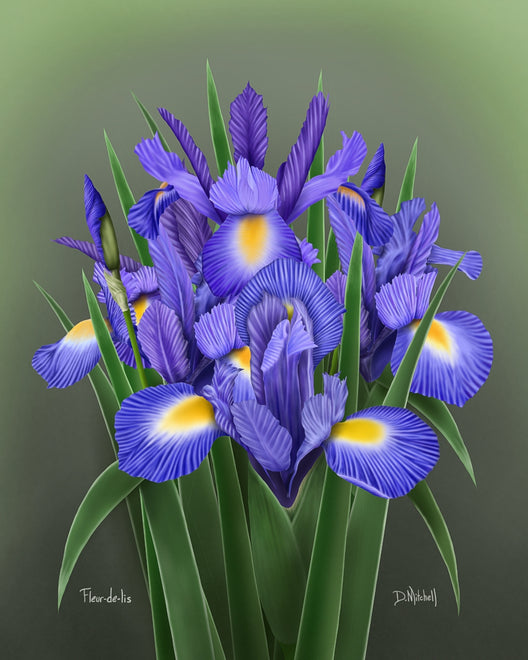 Fleur-de-lis (Purple Iris)