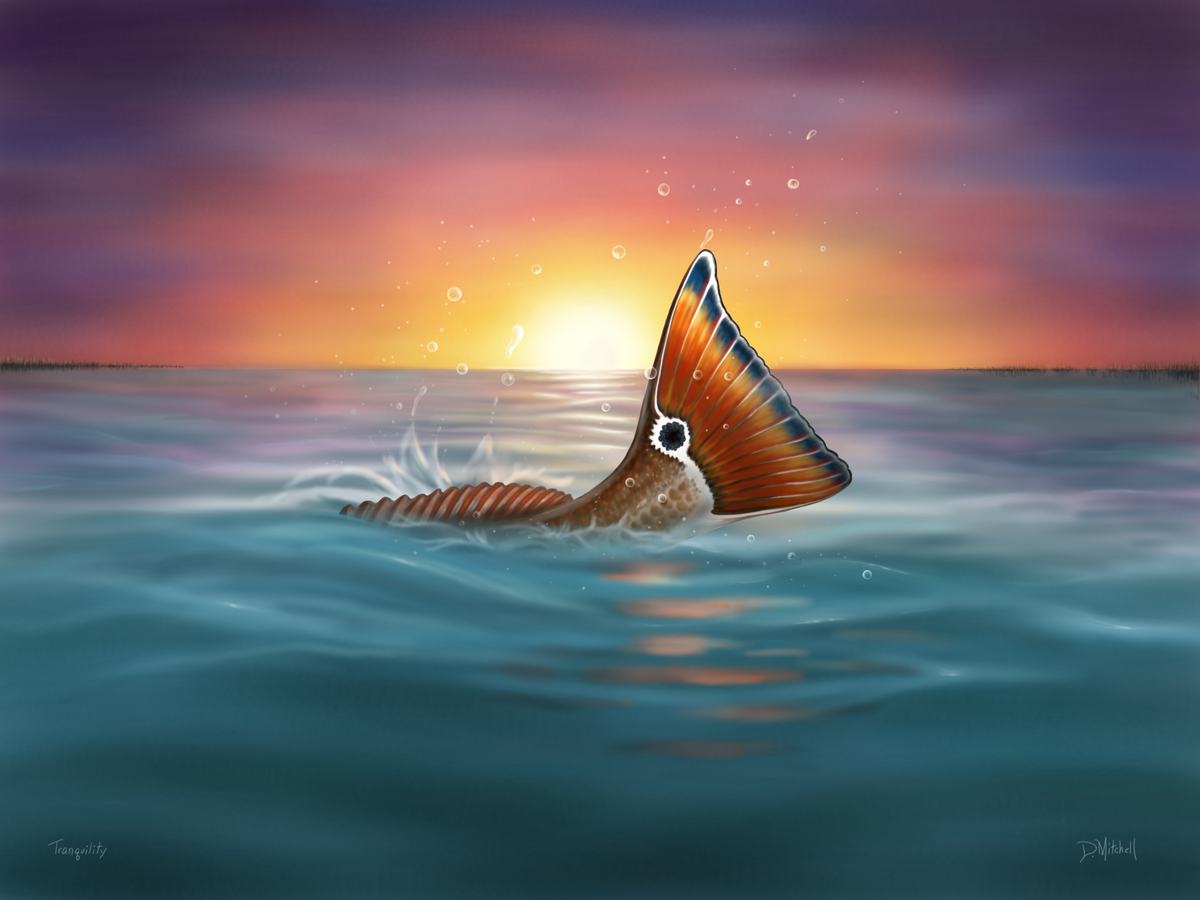 Redfish - Tranquil Tail – D. Mitchell Arts