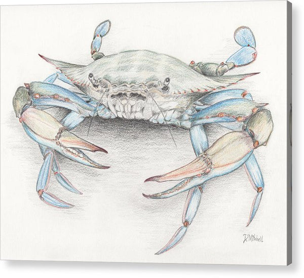 Blue Crab - Acrylic Print