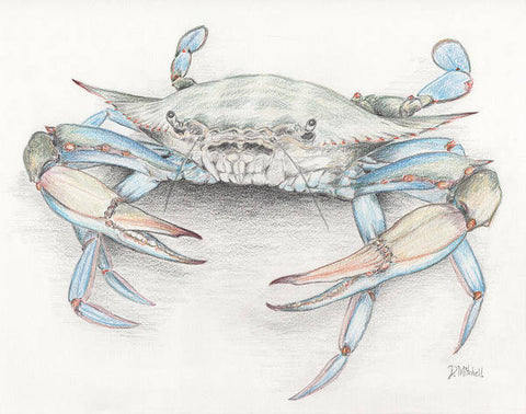 Blue Crab - Art Print