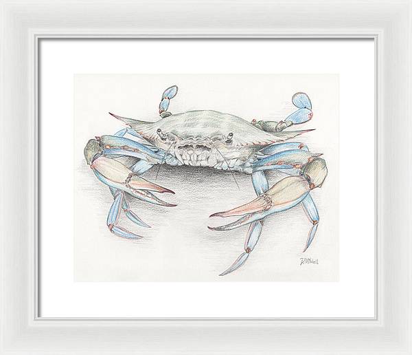 Blue Crab - Framed Print