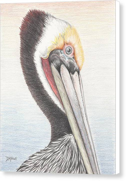 Brown Pelican - Canvas Print