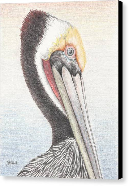 Brown Pelican - Canvas Print