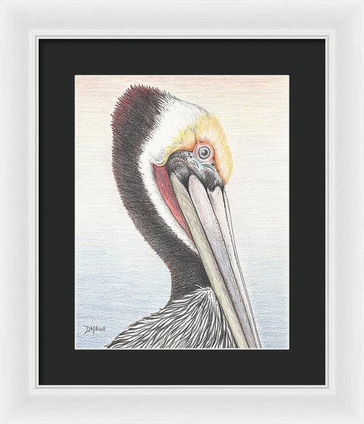Brown Pelican - Framed Print