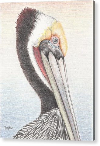Brown Pelican - Acrylic Print