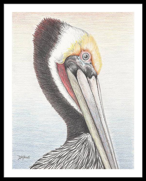 Brown Pelican - Framed Print
