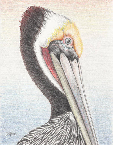 Brown Pelican - Art Print