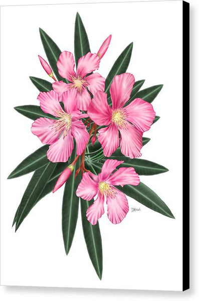 Pink Oleander - Canvas Print