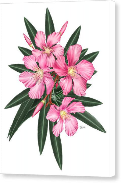 Pink Oleander - Canvas Print