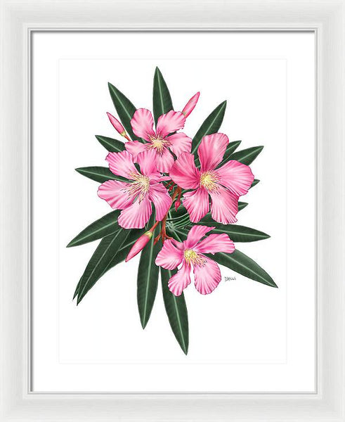 Pink Oleander - Framed Print