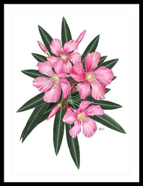 Pink Oleander - Framed Print