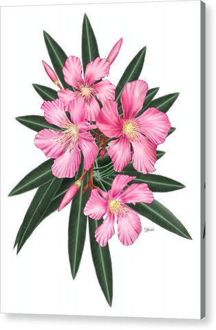 Pink Oleander - Acrylic Print