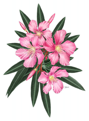 Pink Oleander - Art Print