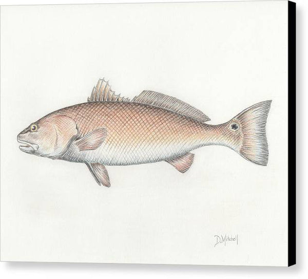 Redfish - Canvas Print