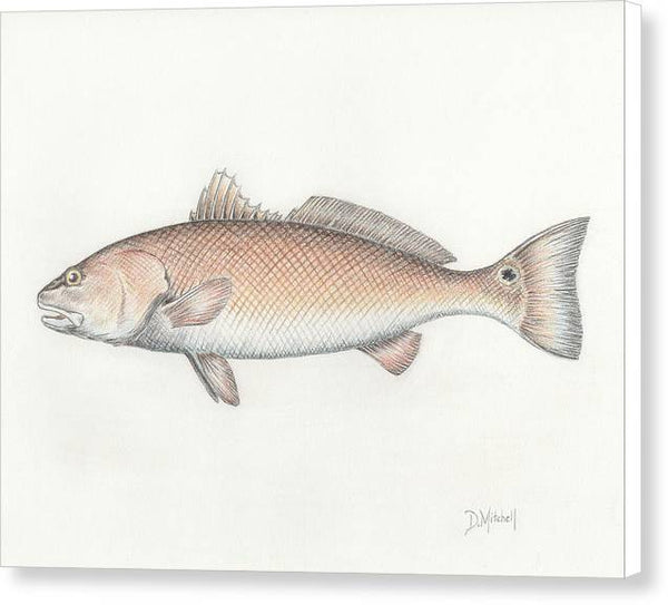 Redfish - Canvas Print