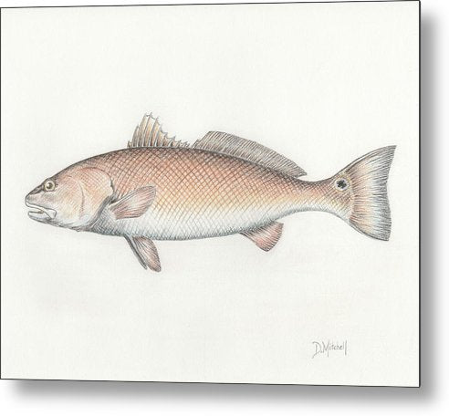 Redfish - Metal Print