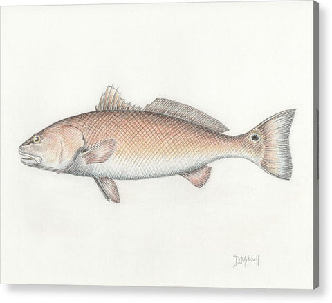 Redfish - Acrylic Print