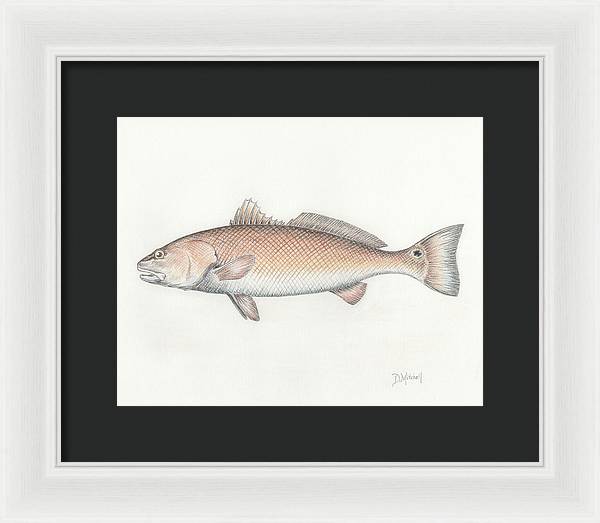 Redfish - Framed Print