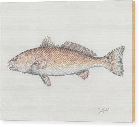 Redfish - Wood Print