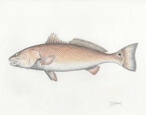 Redfish - Art Print