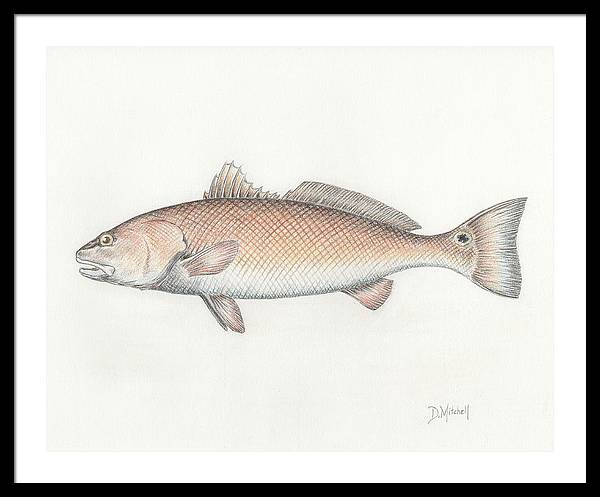 Redfish - Framed Print