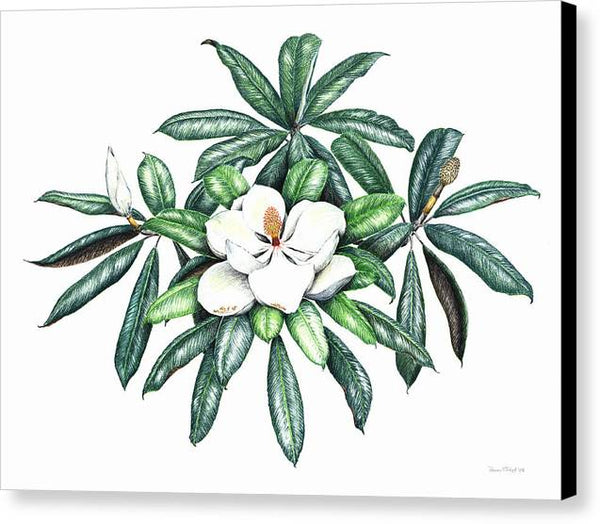 Southern Magnolia - Canvas Print