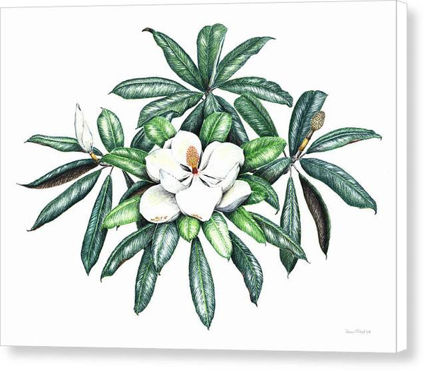 Southern Magnolia - Canvas Print