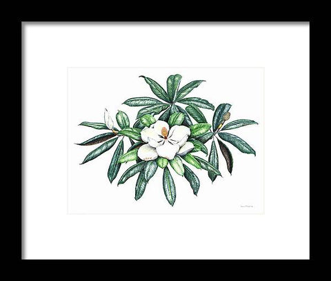 Southern Magnolia - Framed Print