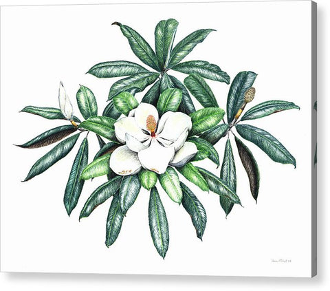 Southern Magnolia - Acrylic Print