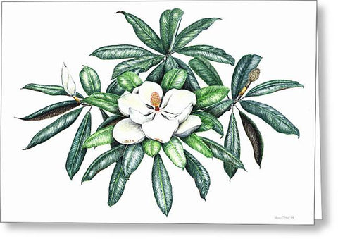 Southern Magnolia - Greeting Card