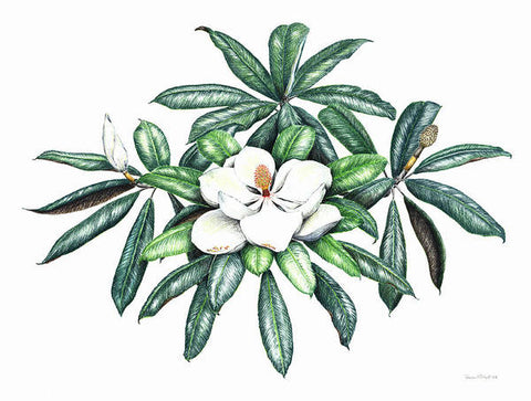 Southern Magnolia - Art Print
