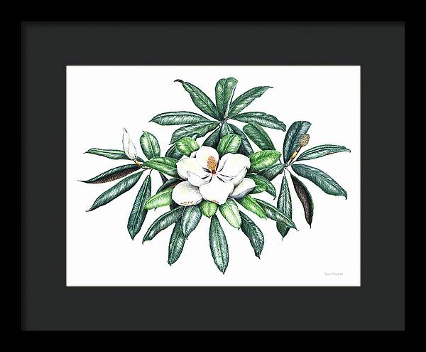 Southern Magnolia - Framed Print