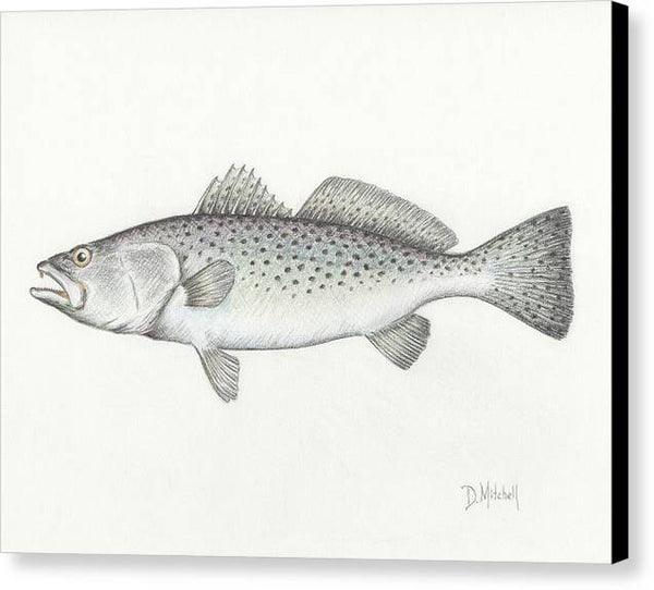 Speckled Trout - Canvas Print