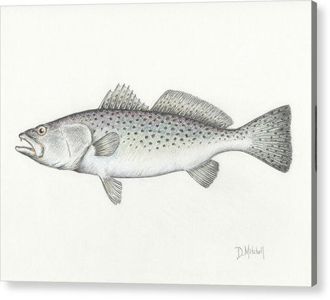 Speckled Trout - Acrylic Print