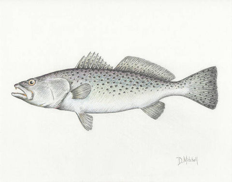 Speckled Trout - Art Print